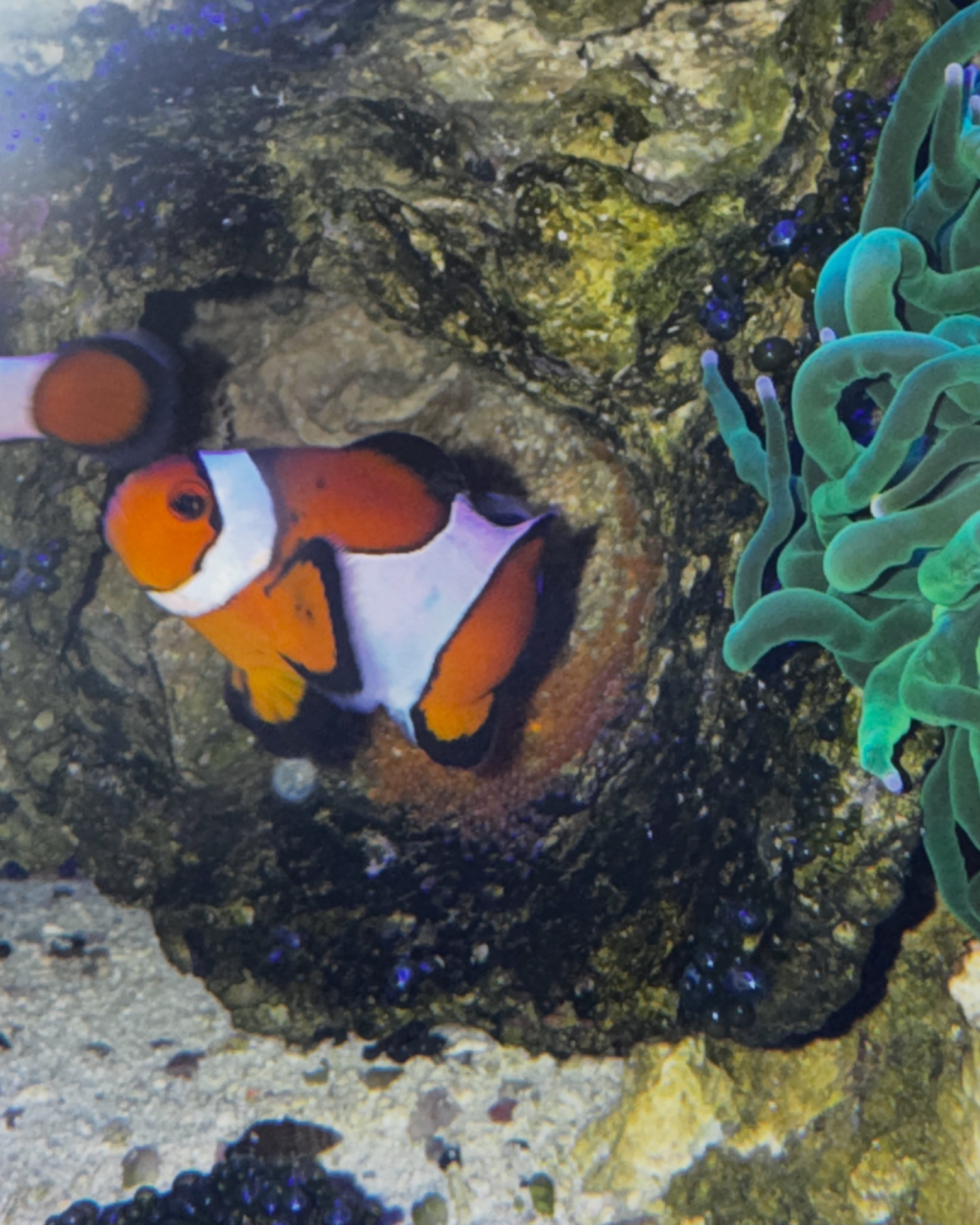 Clownfish hiding behind a rock with anemone in an aquarium setting