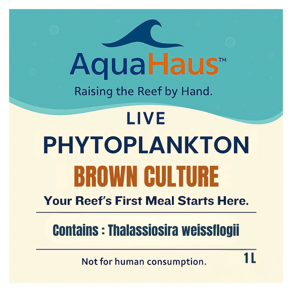 AquaHaus Thalassiosira Phytoplankton
