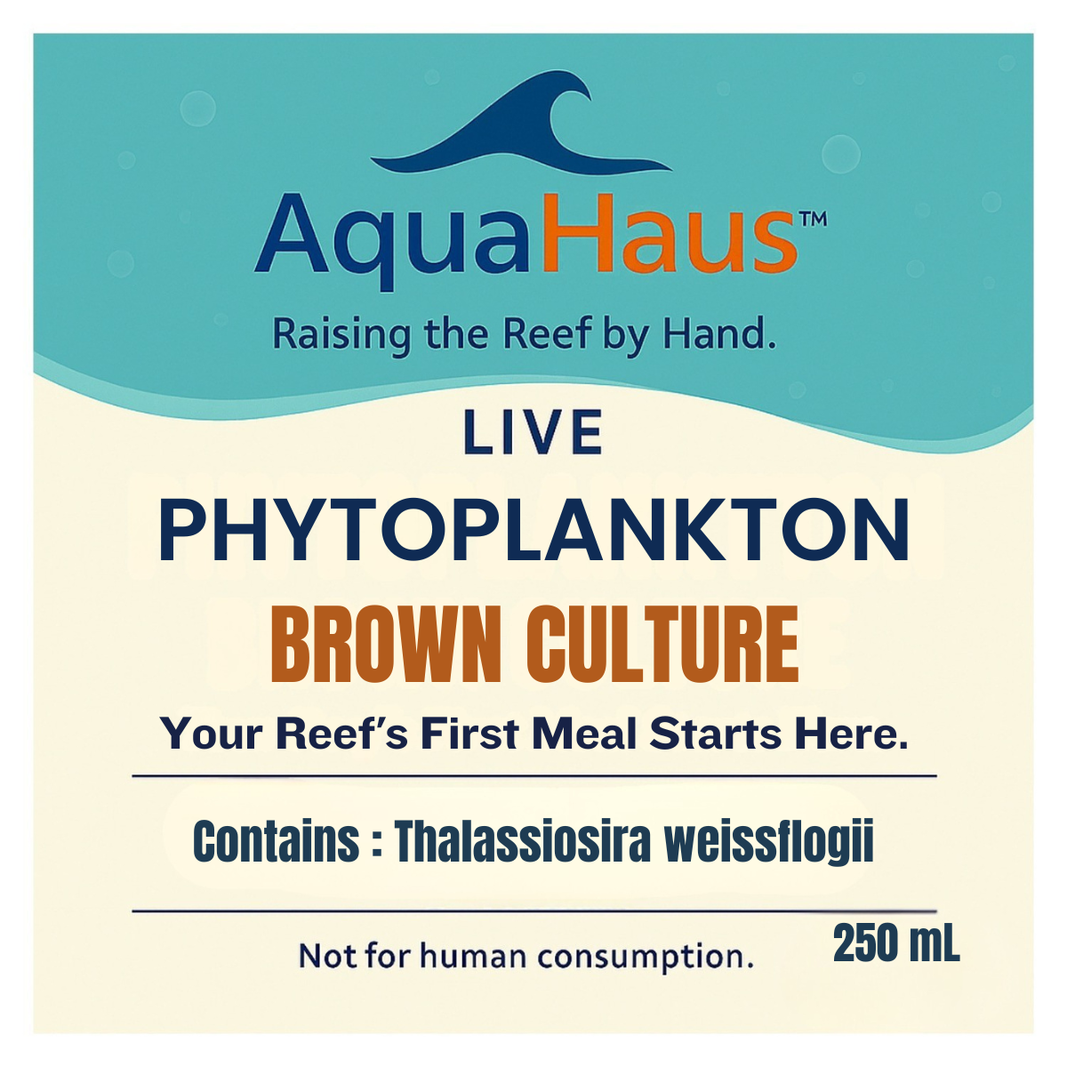 AquaHaus Thalassiosira Phytoplankton